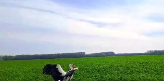 VIDEO Două berze îngrijite la Centrul pentru Reabilitarea Faunei Sălbatice, eliberate în natură