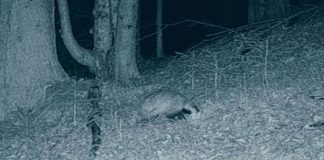 VIDEO Bursucul, un animal cu un comportament fascinant