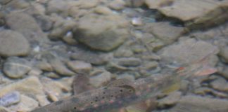 40.000 de exemplare de puiet de păstrăv indigen urmează să fie eliberate în râurile din Parcul Natural Putna