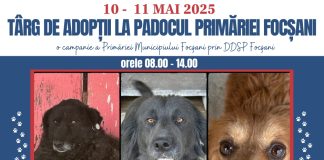 Târg de adopție în weekend la adăpostul de animale de la Golești