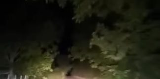 Alertă de urs (și) în comuna Urechești