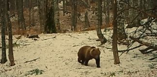 VIDEO Imagini cu urși jucăuși în Munții Vrancei