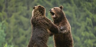 Se vor amplasa sisteme anti-urs pentru tomberoanele stradale din Parcul Natural Putna Vrancea