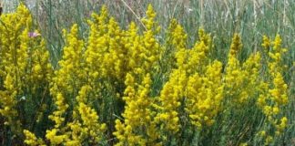 Zi de mare sărbătoare pentru români: Nașterea Sf. Ioan Botezătorul și Sânzienele / Obiceiuri populare străvechi în această zi