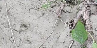 FOTO Ursul a băgat spaima și în locuitorii din Cotești