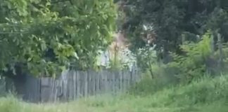 ULTIMA ORĂ Alertă de urs, din nou, pe ulițele din Gura Caliței