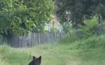 Cotele de recoltă anuală în cazul urșilor, reglementate în Parlament / Obiectivul prioritar: creșterea siguranței cetățenilor din zonele cu risc