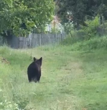 Cotele de recoltă anuală în cazul urșilor, reglementate în Parlament / Obiectivul prioritar: creșterea siguranței cetățenilor din zonele cu risc