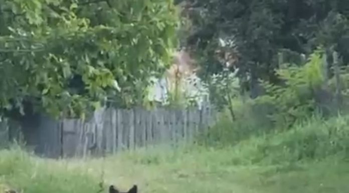 Cotele de recoltă anuală în cazul urșilor, reglementate în Parlament / Obiectivul prioritar: creșterea siguranței cetățenilor din zonele cu risc