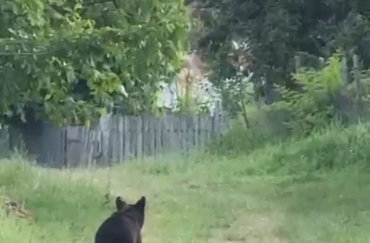 Cotele de recoltă anuală în cazul urșilor, reglementate în Parlament / Obiectivul prioritar: creșterea siguranței cetățenilor din zonele cu risc