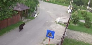 VIDEO Ursul, la plimbarea de dimineață, pe drumurile din Poiana Cristei