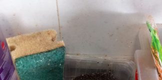 FOTO Ce a mai găsit Protecția Consumatorilor pe litoral / Amenzi de 732.000 lei