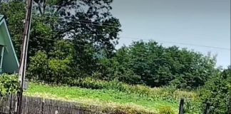 Arest preventiv 30 de zile pentru bărbatul filmat în timp ce bătea un câine