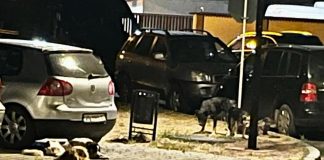 O haită de câini agresează oamenii dintr-un cartier din Focșani / ”Trebuie să se întâmple o tragedie ca să se ia măsuri reale?”