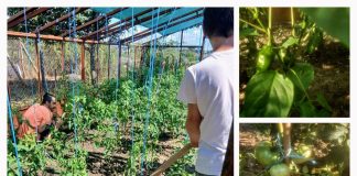 Puterea lucrurilor simple – Lecții de viață de la beneficiarii locuințelor minim protejate Dumbrăveni