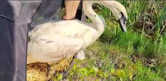 VIDEO O lebădă îngrijită la Centrul pentru Reabilitarea Faunei Sălbatice de la Petrești a fost eliberată în natură