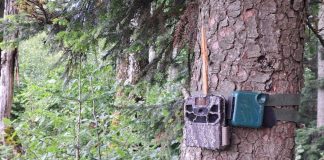 Un nou sistem de monitorizare a faunei va fi montat în Parcul Natural Putna Vrancea