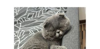 L-ați văzut? Se caută un motan de rasă, aflat sub tratament