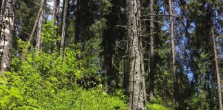 Activitățile Gărzii Forestiere Focșani în luna mai