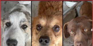 Iubitorii de animale sunt așteptați să adopte un câine