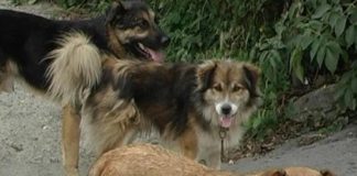 Câinii fără stăpân, o problemă acută (și) în Mărășești / Un bărbat și un copil, victimele din ultimele zile