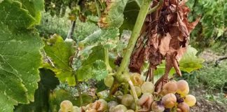 FOTO: Grindina a făcut ravagii în vii. 350 de hectare, afectate între 50% și 100% la Cîrligele