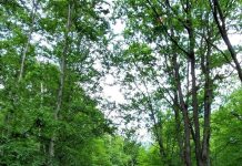 Localnicii din Păunești, nemulțumiți după ce Ocolul Silvic Panciu a blocat drumul care duce la proprietățile lor