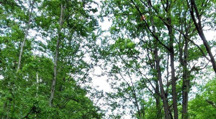 Localnicii din Păunești, nemulțumiți după ce Ocolul Silvic Panciu a blocat drumul care duce la proprietățile lor