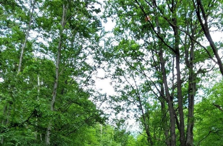 Localnicii din Păunești, nemulțumiți după ce Ocolul Silvic Panciu a blocat drumul care duce la proprietățile lor