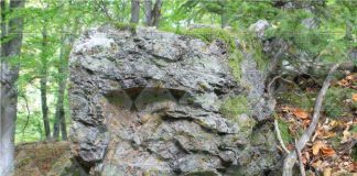 FOTO Descoperire remarcabilă în Parcul Natural Putna Vrancea – Un ecosistem fosilizat unic în România