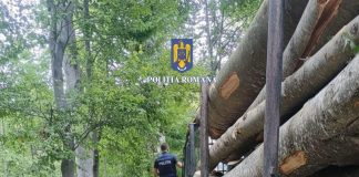 FOTO Amenzi de 116.000 de lei şi lemne în valoare de 220.000 de lei confiscate după un control al Gărzii Forestiere Focșani