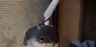 VIDEO Pui de lăstun, salvat la Centrul pentru Reabilitarea Faunei Sălbatice