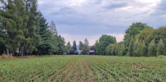 FOTO Ocolul Silvic Focșani a produs 140.000 de puieți de molid în acest an