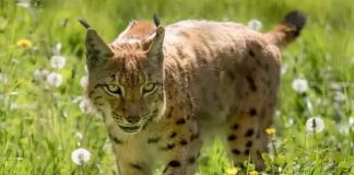 Caz incredibil. Copil mușcat de râs la Paltin