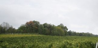 Bărbat bătut în vie de 4 persoane