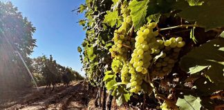 Sprijin pentru viticultori: termenul de depunere a cererilor de finanțare pentru investiții în sectorul vitivinicol a fost prelungit până la 30 noiembrie 2026