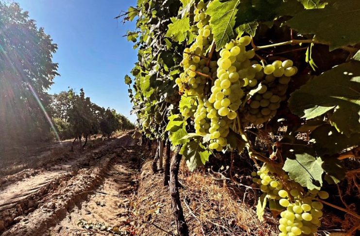 Sprijin pentru viticultori: termenul de depunere a cererilor de finanțare pentru investiții în sectorul vitivinicol a fost prelungit până la 30 noiembrie 2026