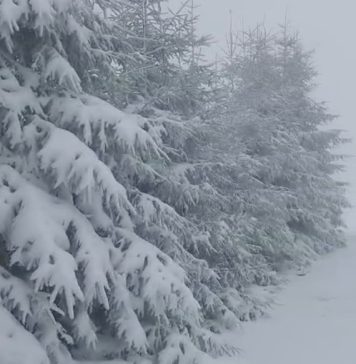 Cod galben de vânt în Munții Vrancei