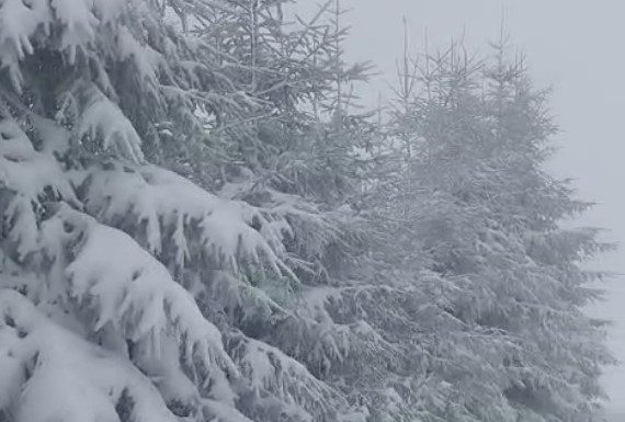 Cod galben de vânt în Munții Vrancei