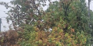 ULTIMA ORĂ Un copac căzut peste o mașină a blocat DN 23, la Popasul Dumbrăvița