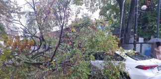 Arborii rupți de vânt au mai avariat două autoturisme