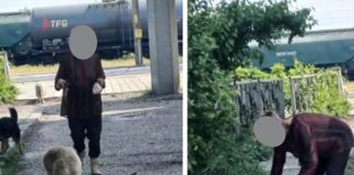 Apel al Primăriei Adjud către cetățeni: Stop abandonului și hrănirii câinilor fără stăpân!