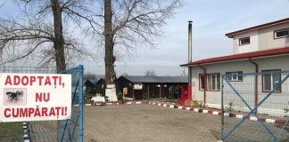 Iubitorii de animale sunt așteptați la padocul de la Golești pentru a adopta un câine