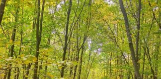 Garda Forestieră Focșani, în luna septembrie: 104 controale, 208 acțiuni prin SUMAL, avize pentru împădurire