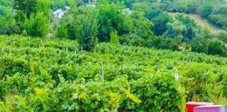 Important pentru viticultori