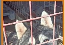 Câinii de la padocul din Golești vor o familie / Târg de adopție, astăzi și mâine