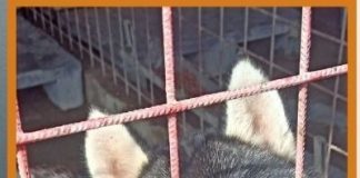 Câinii de la padocul din Golești vor o familie / Târg de adopție, astăzi și mâine