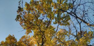 Meteo: vremea se apropie de normalul termic al perioadei spre mijlocul lunii noiembrie