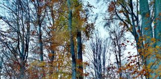 Meteo: vreme de toamnă autentică în următoarea perioadă