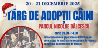 De Crăciun, adoptă un câine fără stăpân!